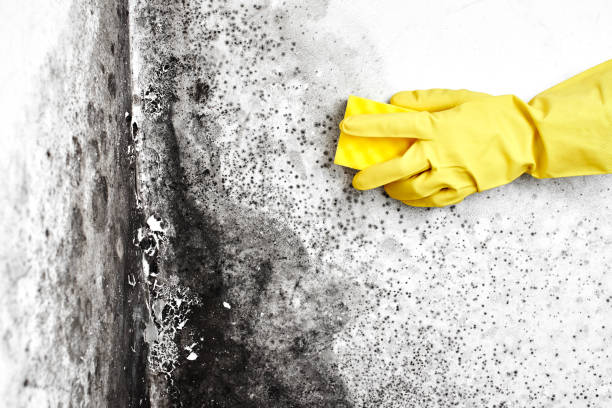 Best Asbestos and Lead Testing During Mold Inspection  in Old Town, ME